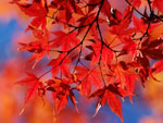 Red Maple Leaves
