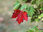 Red Maple Leaf