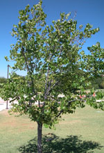 redbud tree picture
