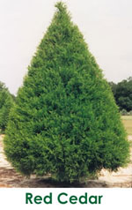 Ornamental Red Cedar Tree Picture