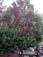 Red Maple Tree Changing Colour
