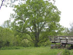 hickory tree, What Hickory trees look like