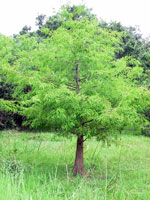Bald Cypress Tree Picture