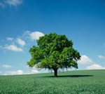 Live Oak Tree