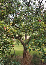 apple tree photo