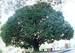 ebony tree picture