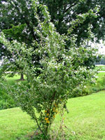 Plum Tree Types, Stanley Plum Tree