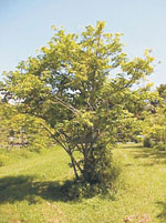 apple tree photo