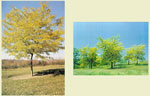 Honey Locust Thornless