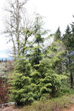 cedar tree picture