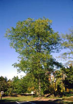 Large Honey Locust Tree