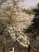flowering cherry tree
