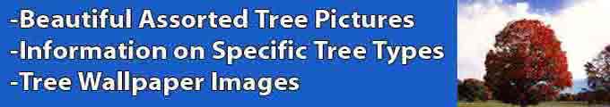 Tree Pictures