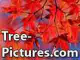 Trees, Images of Tree Types