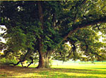 Walnut Tree Pictures - Mature Walnut Tree Offers Lots of Shade