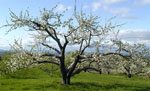 apple tree photo