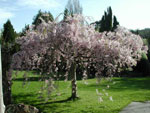 weeping cherry