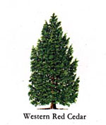 Cedar Trees, Picture Western Red Cedar