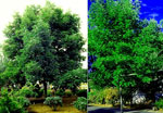 White Ash, Picture of White Ash Trees