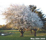 apple tree photo