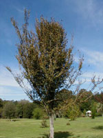 elm tree picture, Winged Elm Tree Type