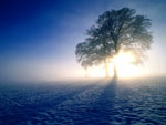 oak tree photo