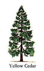 Cedar Tree Picture Yellow Cedars
