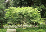 Zelkova Landscape Tree