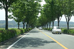 Zelkova Tree, Road Landscape with Zelkova Trees