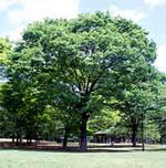 Zelkova