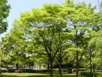 Zelkova Tree