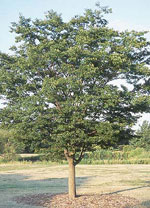 Zelkova Tree