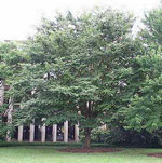 Zelkova Trees
